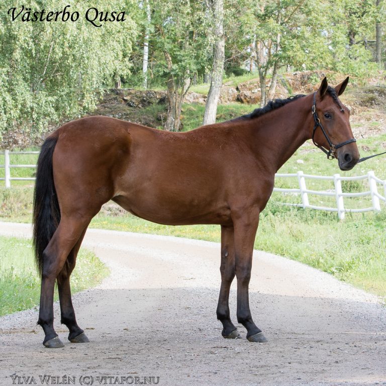 Våra åringar på Wolvega International Yearling Sale VÄSTERBO STUTERI