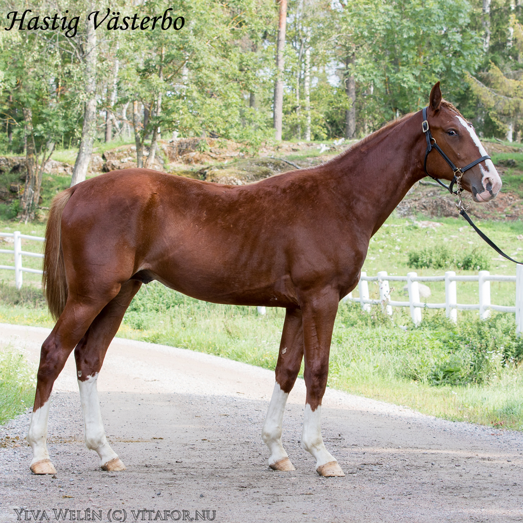 Våra åringar på Wolvega International Yearling Sale VÄSTERBO STUTERI