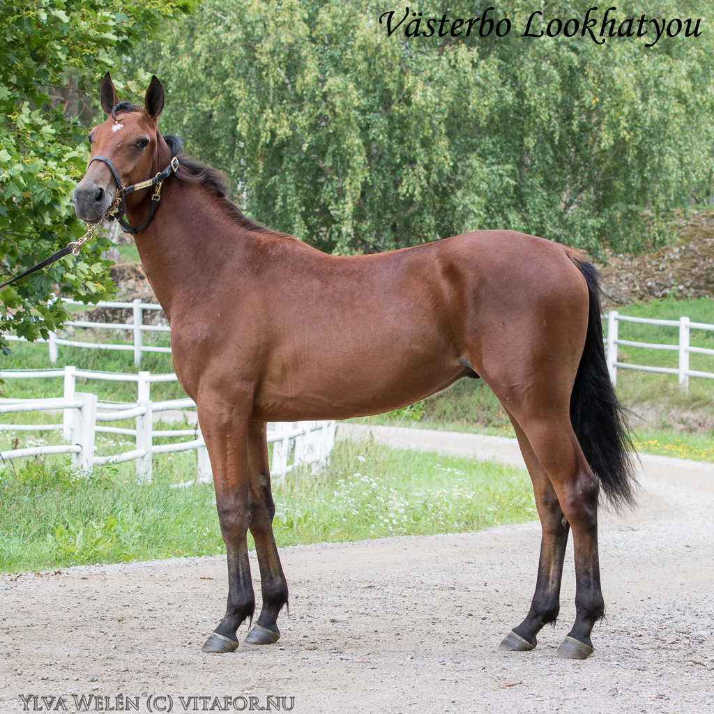 Våra åringar på Wolvega International Yearling Sale VÄSTERBO STUTERI